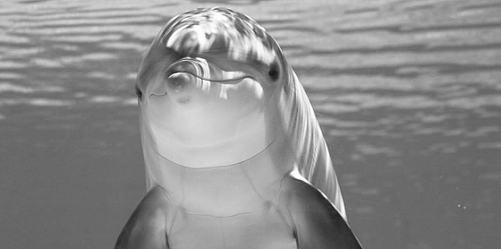 I delfini e la mente umana