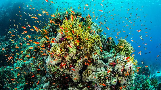 Come l’Australia prova a salvare la Grande barriera corallina