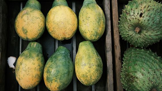 E se potessimo ricavare il carburante per aerei dai frutti tropicali?