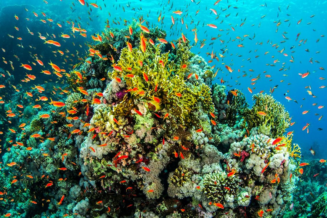 Come l’Australia prova a salvare la Grande barriera corallina 