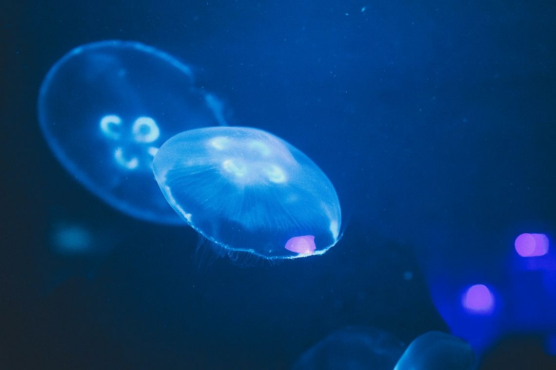Sfruttare o salvare i fondali oceanici? La sfida è diventata geopolitica