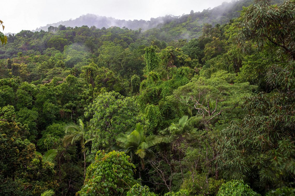 Il futuro delle foreste tropicali passa anche dagli animali