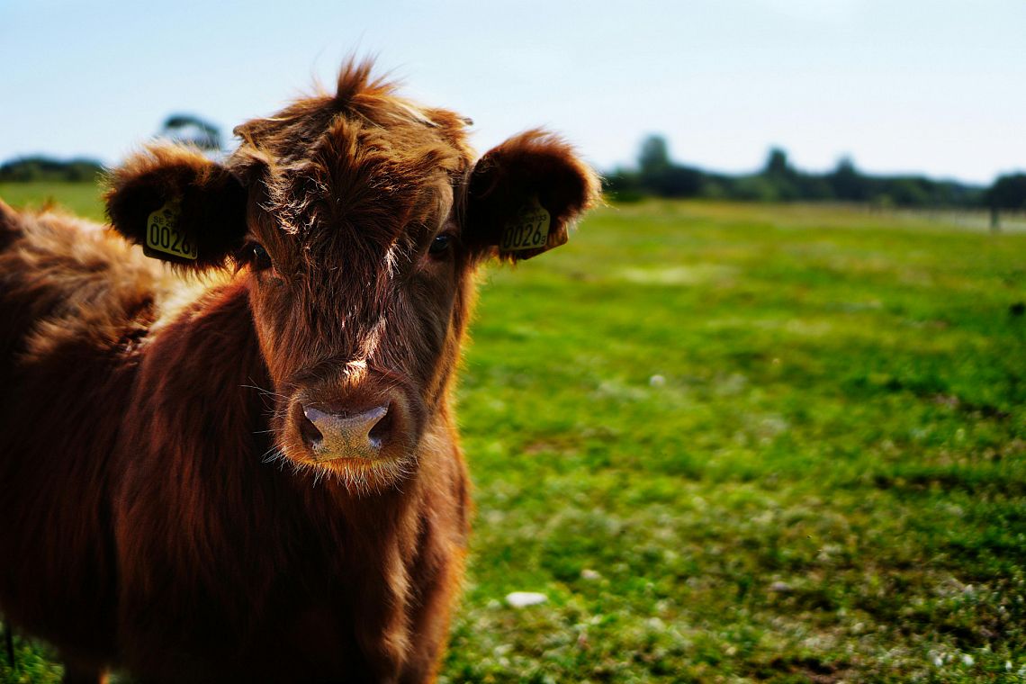 La LAV sulla carne coltivata: la transizione alimentare passa anche da qui