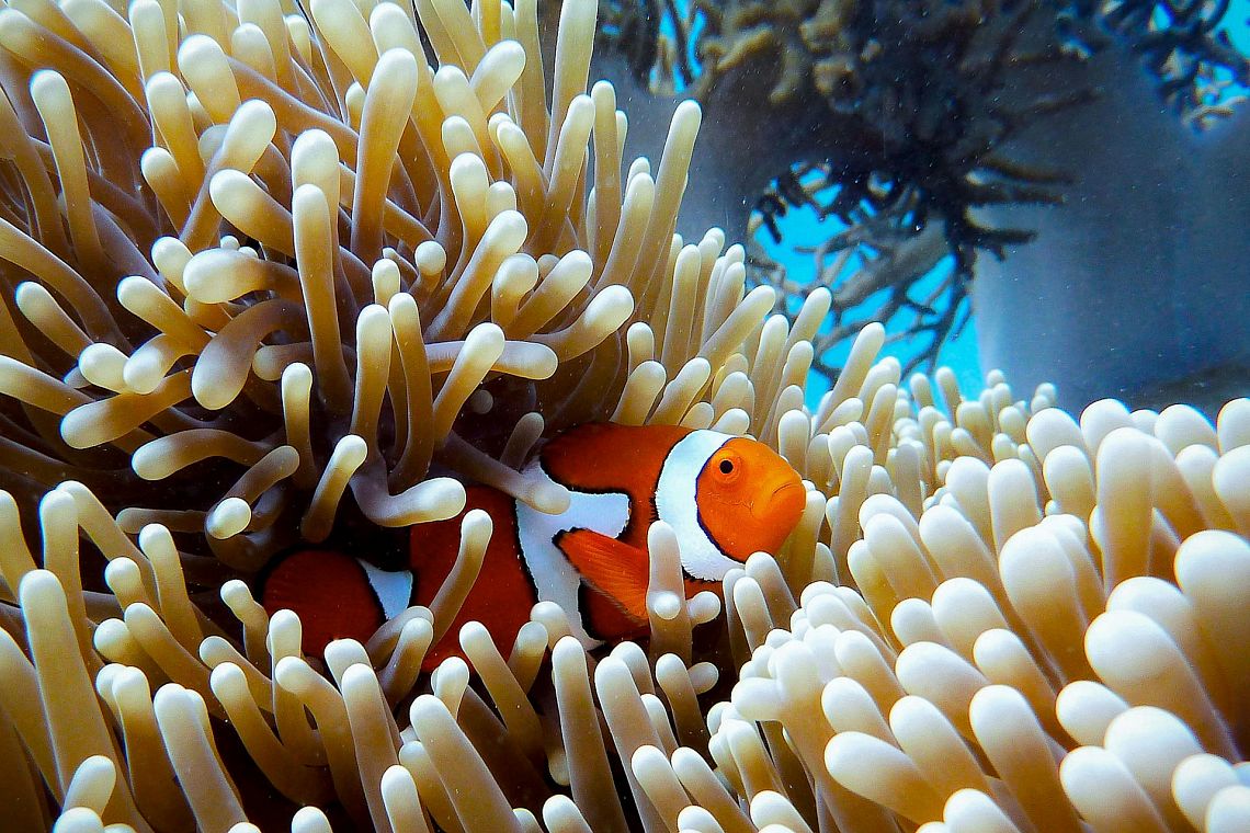 L’Enea denuncia l’impoverimento delle aree oceaniche